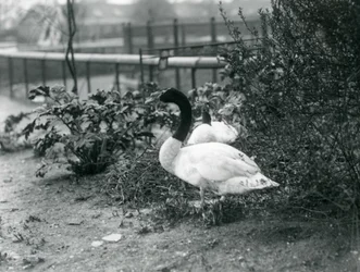 Ein nistendes Schwarzhalsschwanpaar im London Zoo, April 1923